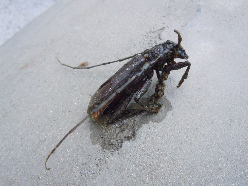 Enorme Cerambycidae - Cerambyx welensii